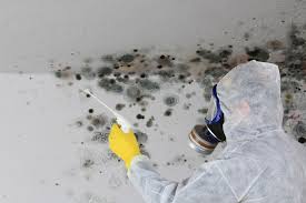 Forensic Mold Investigation in Elk Mound, WI